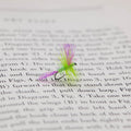 Pink and Green Candy Catskill | Candy Flies
